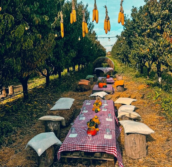 pic nic in a field of pumpkin and lavander