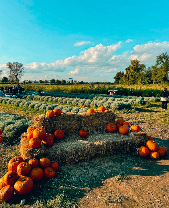 pumpkin field in cascina pizzo