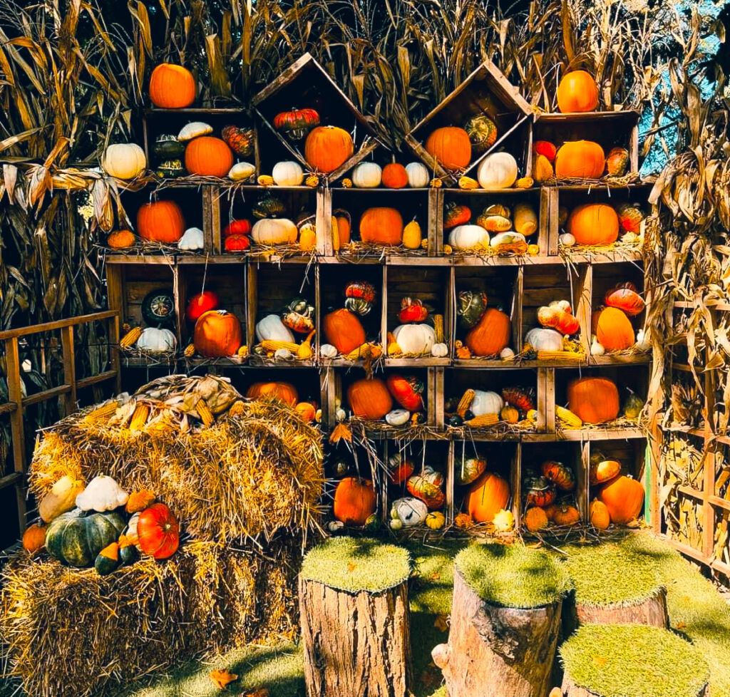 a field with pumpkins design