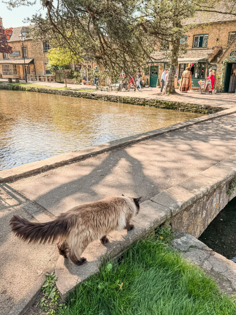 cat walks in Bourton-on-the-Water